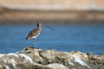 Eurasian Curlew, Numenius arquata, Wadi Tiwi, Oman