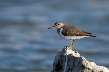 Common Sandpiper, Actitis hypoleucos, Wadi Tiwi, Oman