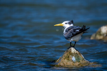 Swift Tern, Thalasseus bergii, Wadi Tiwi, Oman