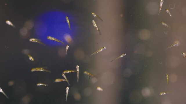 Macro close up of newborn tilapia and koi fry swimming in hatchery tank, scientific 4k video documenting aquaculture process, fish breeding and biology study in educational context