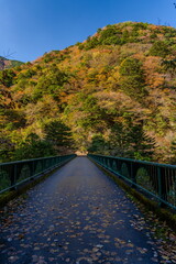秋本番を迎えた寸又峡の飛龍橋