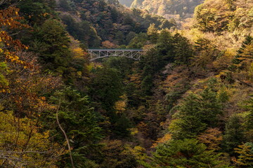 秋本番の寸又峡の飛竜橋