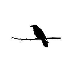 Obraz premium Black silhouette of a crow on a branch isolated on transparent background
