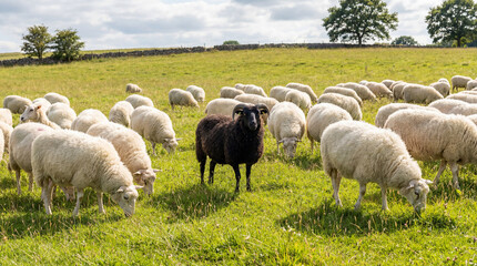 Obraz premium A Black Sheep Among White Sheep