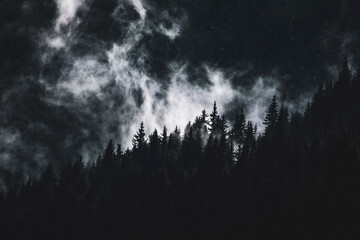 Fototapeta premium Close view of swirling fog backlit above dark spruce silhouettes on a mountain slope. Moody, high contrast atmosphere after rain, with dramatic clouds drifting through the forested valley at dawn.