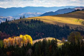 Sunny bands sweep across high meadows above deep evergreen forests, while a glowing patch of yellow trees anchors the valley below. Blue mountain layers and soft clouds shape a calm wide panorama.