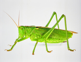 Bright Green Grasshopper Isolated on White Background Representing Natural Insect Life and Biotic Balance Concept