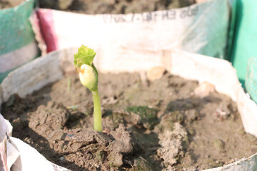 bottle gourd seedling on bag in farm for harvest