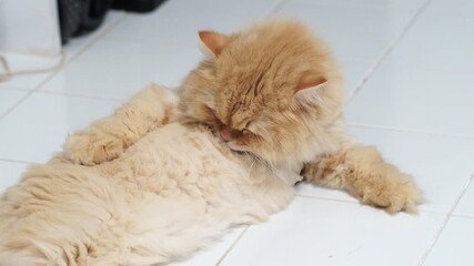 Fluffy Persian cat grooming on tiled floor, showcasing soft fur and calm demeanor, creates relaxing atmosphere for pet lovers and animal enthusiasts seeking tranquility