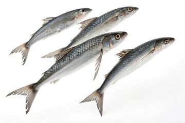 Obraz premium Four fresh whole small fish arranged diagonally on a white background