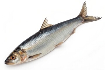 Obraz premium Fresh whole herring fish isolated on white background studio shot