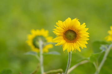 A Vibrant Sunflower is Blooming Beautifully in a Lush Green Field under a Bright Sky