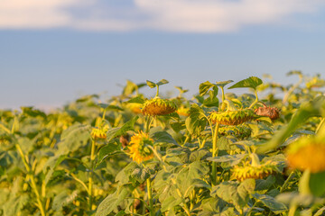 A Vibrant Sunflower Field Spreads Beautifully and Lushly Under a Clear and Bright Blue Sky