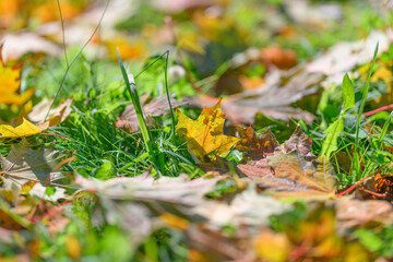 Colorful Autumn Leaves Gently Resting on the Fresh and Lush Green Grass Below Them