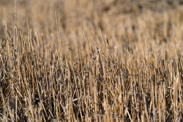 Golden Grasses Swaying Gracefully in a Serene and Picturesque Landscape of Natures Beauty
