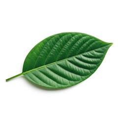Obraz premium Vibrant, healthy green leaf with deeply textured veins resting elegantly on a clean white background for design projects