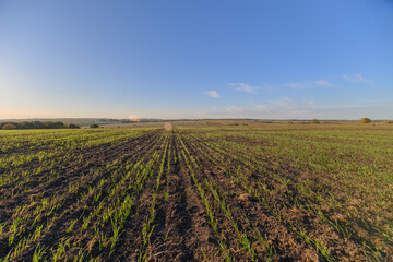 A Lush Green Field Flourishing Under a Clear Blue Sky, Perfect for Nature Lovers and Photographers