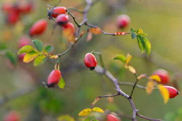 Vibrant and Colorful Rose Hips Hanging Beautifully on a Branch in the Autumn Season