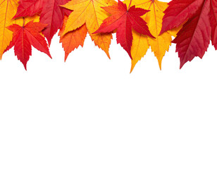 Autumn leaves, varying hues of red, orange, and yellow, arranged across a black background
