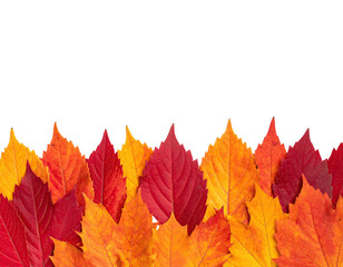 A vibrant border of colorful leaves in shades of red, orange, and yellow, with a black background