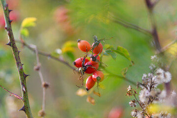 Vibrant Red Berries Adorning Thorny Branches Found in Natures Beautiful Landscapes