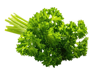 Close-up of fresh, curly parsley, a vibrant green herb with bundled stems against black