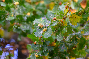 A Detailed CloseUp of Gorgeous Oak Leaves with Their Acorns in a Beautiful Natural Setting