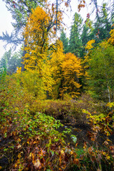 A Beautiful Scenic View of Autumn Trees and Golden Leaves on a Trail