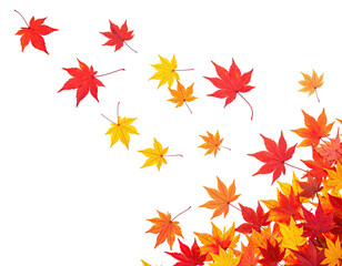 A cluster of colorful maple leaves falling against a black background