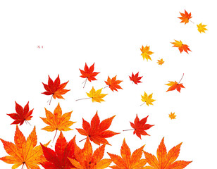 Colorful maple leaves in shades of orange and red falling against a dark, contrasting backdrop