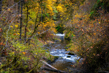 A Beautiful Scenic View of Autumn Trees and Golden Leaves on a Trail