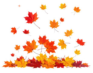 Colorful maple leaves in shades of red, orange, and yellow cascading on black