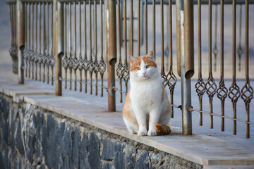 Ginger cat. Beautiful cat portrait. Domestic cat. Cute pet © Artur Harutyunyan