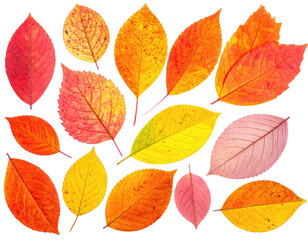 Assortment of vibrant, colorful leaves in various sizes arranged against a black backdrop