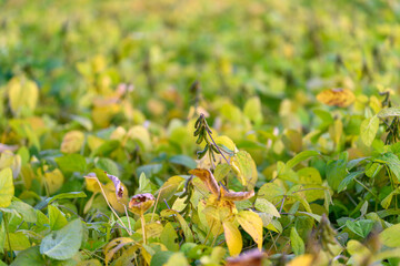 Naklejka na ściany i meble Ripe soybean field in golden light showing dense yellowgreen foliage, scattered pods and soft background bokeh conveying late-season harvest calm and abundant crop texture
