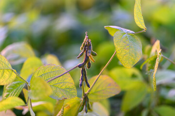 Young soybean pods in sunlight, delicate dew on leaves, shallow depth of field, soft golden bokeh, botanical closeup highlighting texture and early growth, calm mood at dawn
