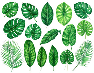 Collection of assorted green leaves, watercolor style, various shapes, set against a black backdrop