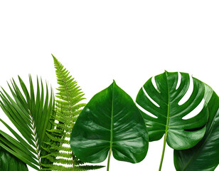 A vibrant arrangement of tropical foliage against a stark black background, showcasing various leaf types