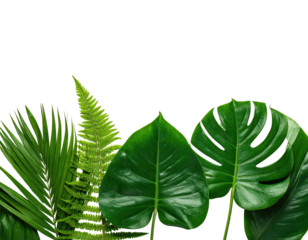 A vibrant arrangement of tropical foliage against a stark black background, showcasing various leaf types
