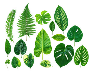 A collection of various green leaves in different shapes and sizes against a transparent background