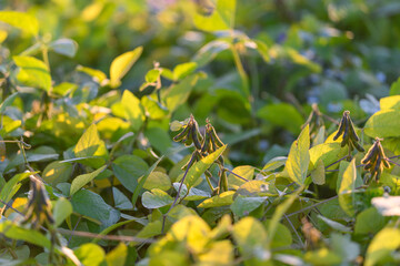 Lush foliage with developing pods, Rich green leaves and dense soybean stands, Bright green soybean leaves and mature pods indicating active crop health and development stages