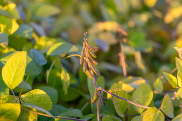 Large soybean fields, Wide sprawling crop area, Extensive soybean cultivation with dense pods, Vast plantation of soybeans with uniform rows and machinery tracks visible