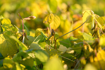 Vibrant plant imagery, Morning sunlight on leafy soybeans, Fresh soybean fields basking in early sunlight, Dewy soybean plants thrive beneath bright morning sky