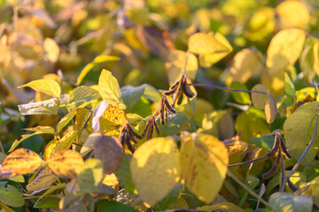 Fading soybean leaves in autumn light, delicate pods and mottled foliage signaling maturity, quiet texture and gentle contrast evoke contemplative farm atmosphere