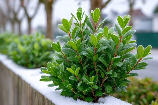 Winter evergreen holly leaves covered with frost and snow