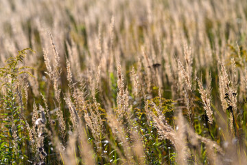 Fototapeta premium A Picturesque Golden Field of Tall Grasses Bathed in Soft, Glowing Light and Warmth