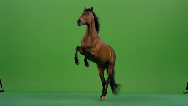 Ultra realistic Horse Greenscreen animal studio footage with detailed motion isolated green background for motion graphics compositing animation reference educational content