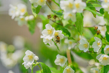 Delicate White Flowers with a Bee in Full Bloom on a Beautiful Sunny Day Outdoors