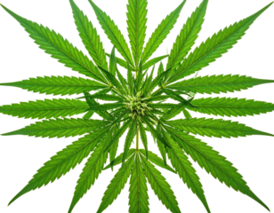 Top-down view of vibrant green leaves arranged symmetrically around a central point, black background