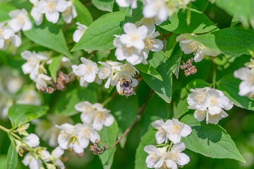 White flowers beautifully showcasing a bee that is engaged in the important process of pollination